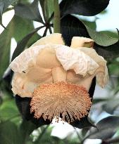 Baobab flower in bloom